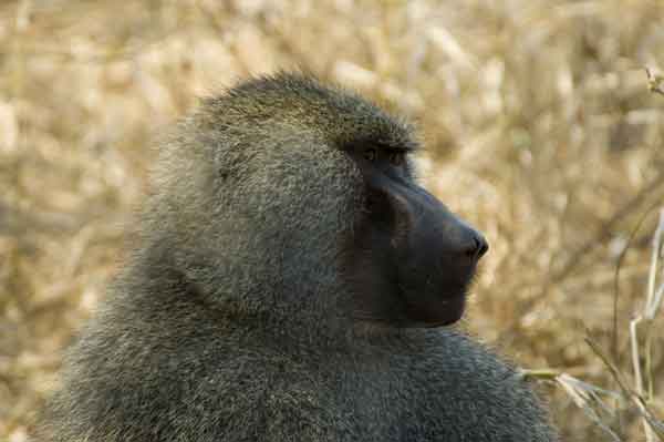 91 - Tanzania - Mono Babuino - parque nacional de Tarangire